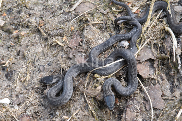 Smooth Snake (Coronella austriaca)