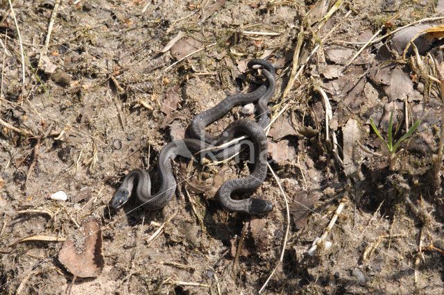 Smooth Snake (Coronella austriaca)