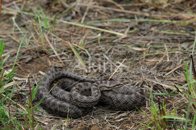 Gladde slang (Coronella austriaca)