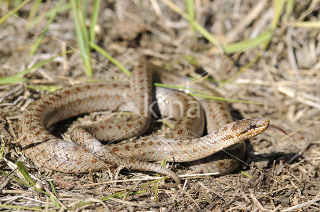 Smooth Snake (Coronella austriaca)