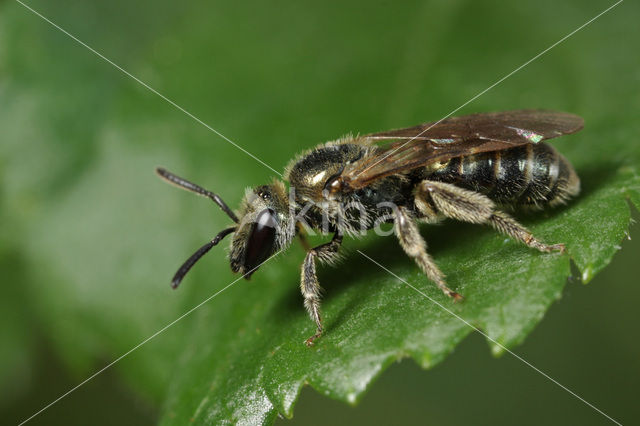 Glimmende smaragdgroefbij (Lasioglossum nitidulum)