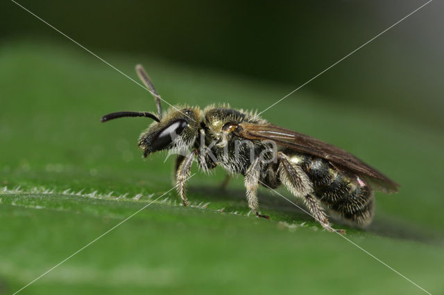 Lasioglossum nitidulum