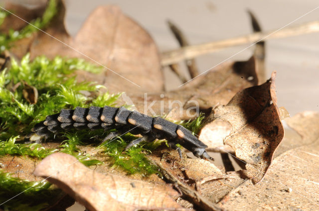 Glimworm (Lampyris noctiluca)