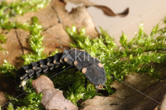 Glow worm (Lampyris noctiluca)