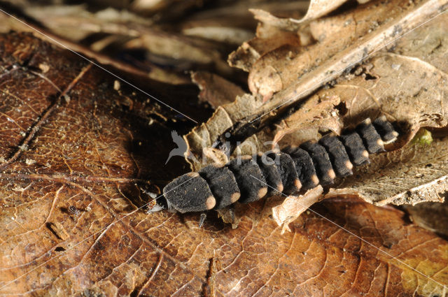 Glow worm (Lampyris noctiluca)