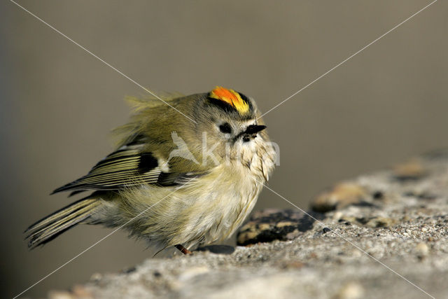 Goldcrest (Regulus regulus)