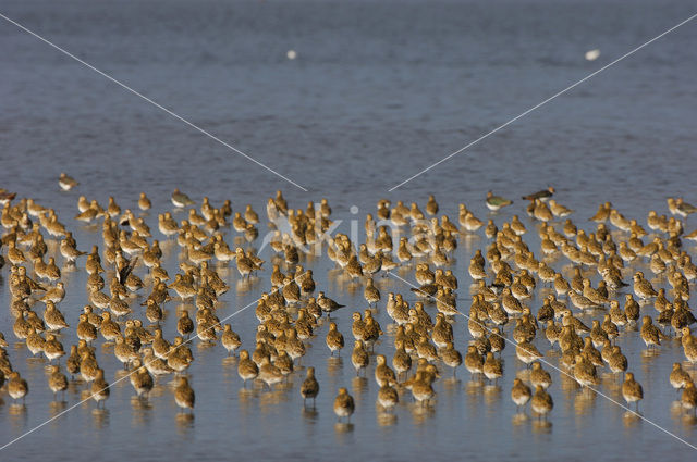 Golden Plover (Pluvialis apricaria)
