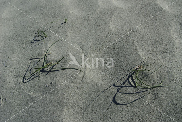 Gras