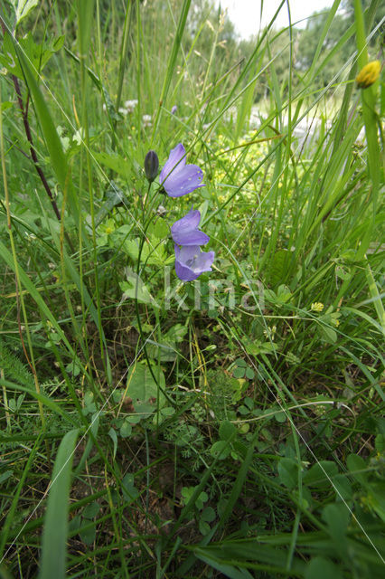 Harebell