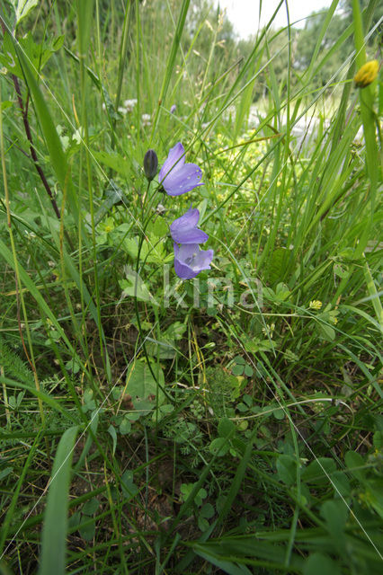 Grasklokje (Campanula rotundifolia)