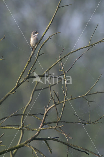 Greater Whitethroat (Sylvia communis)