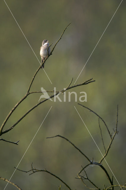 Greater Whitethroat (Sylvia communis)