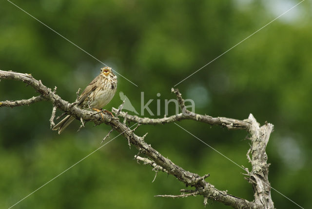 Grauwe Gors (Miliaria calandra)