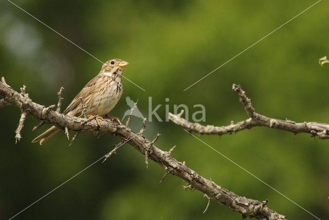 Grauwe Gors (Miliaria calandra)