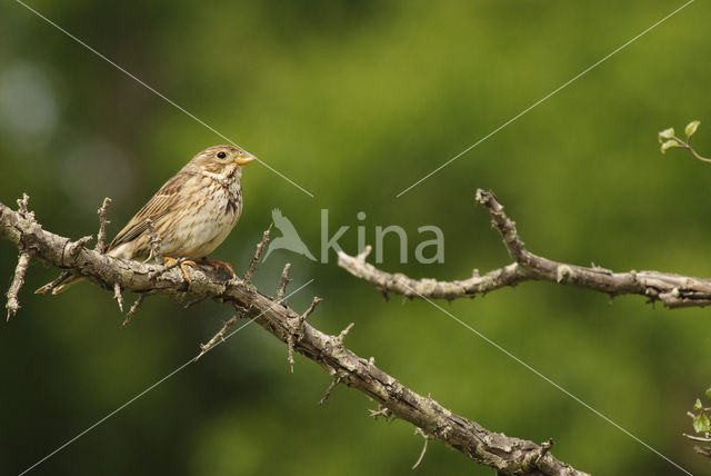 Corn Bunting (Miliaria calandra)