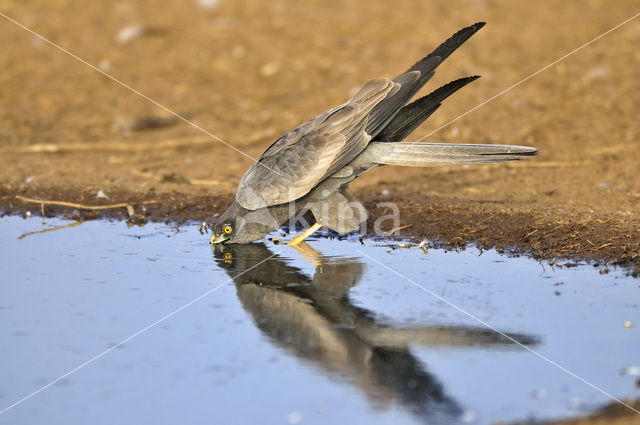 Montagu’s Harrier (Circus pygargus)