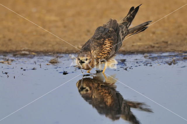 Montagu’s Harrier (Circus pygargus)