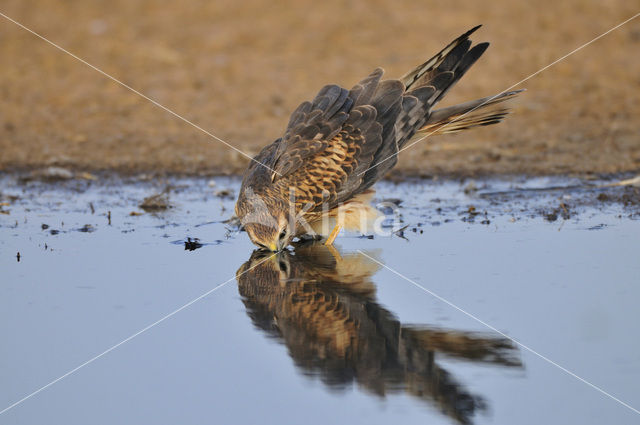 Montagu’s Harrier (Circus pygargus)