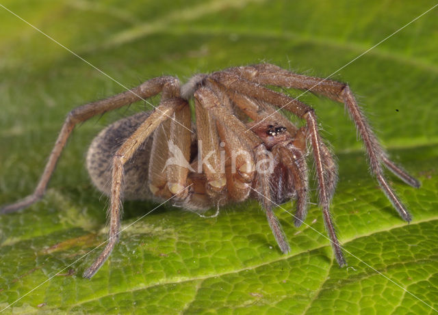 Common House Spider (Tegenaria domestica)