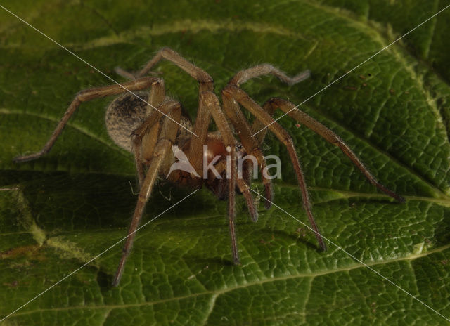 Grijze huisspin (Tegenaria domestica)