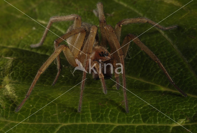 Grijze huisspin (Tegenaria domestica)