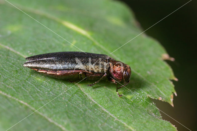 Groen Smalbuikje (Agrilus viridis)