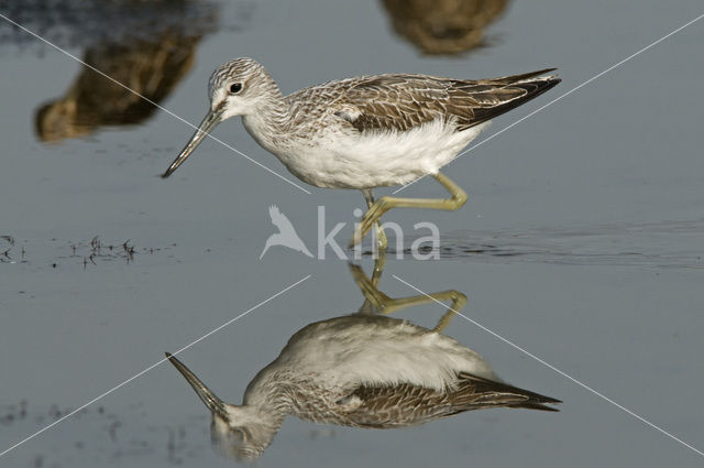 Groenpootruiter (Tringa nebularia)