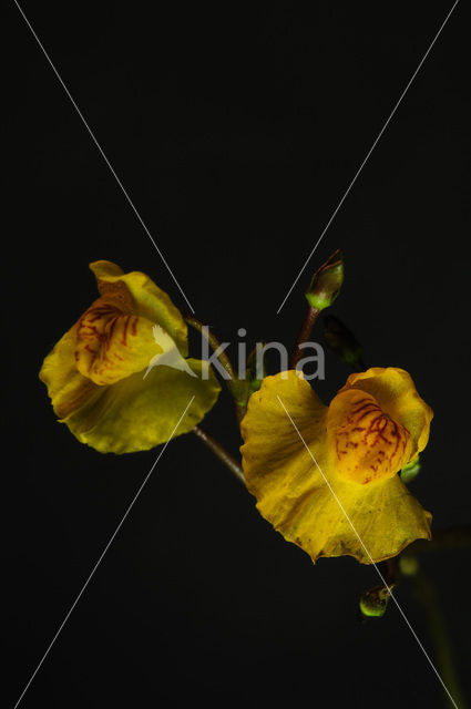 Groot blaasjeskruid (Utricularia vulgaris)
