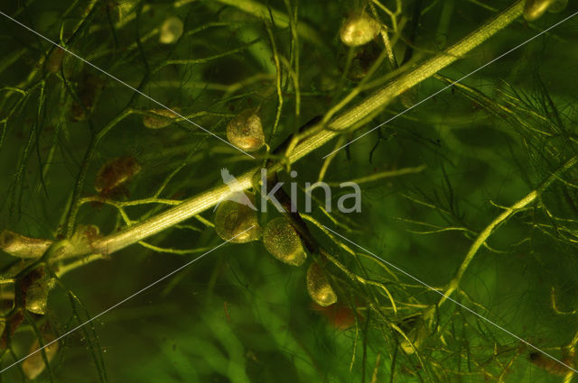 Groot blaasjeskruid (Utricularia vulgaris)