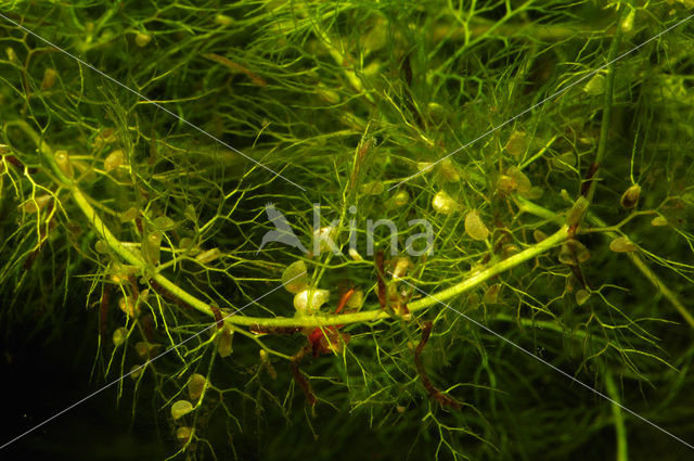 Groot blaasjeskruid (Utricularia vulgaris)