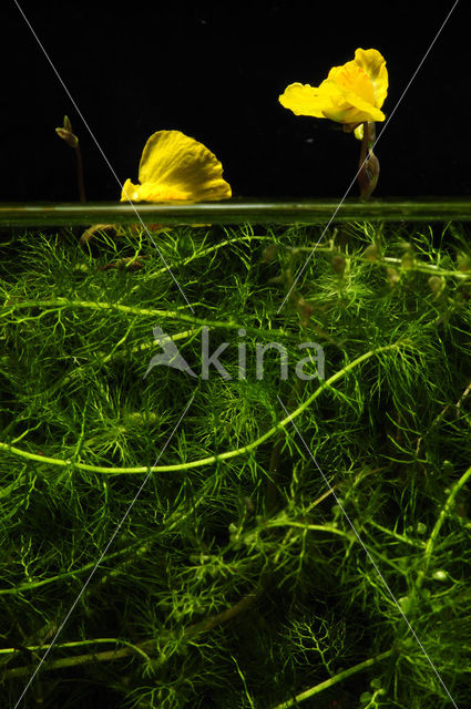 Groot blaasjeskruid (Utricularia vulgaris)