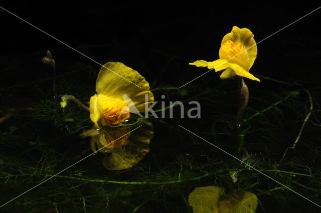 Groot blaasjeskruid (Utricularia vulgaris)