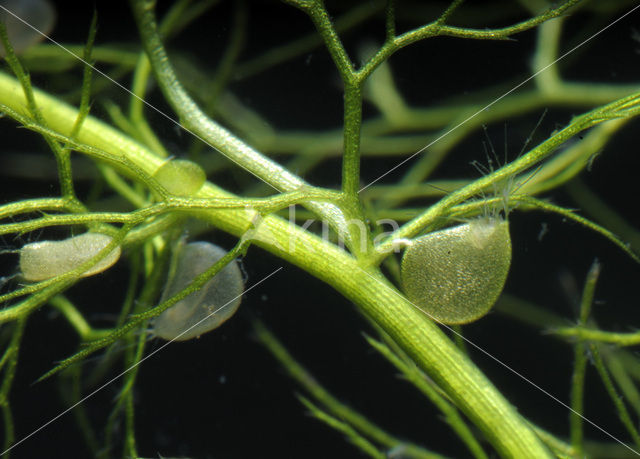 Greater Bladderwort (Utricularia vulgaris)