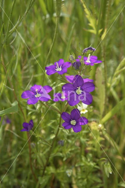 Groot spiegelklokje (Legousia speculum-veneris)