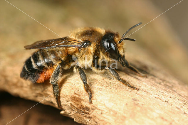 Grote bladsnijder (Megachile willughbiella)