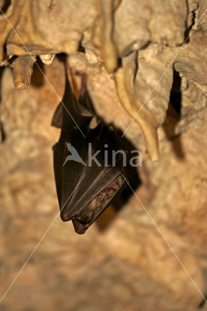 Greater Horseshoe Bat (Rhinolophus ferrumequinum)