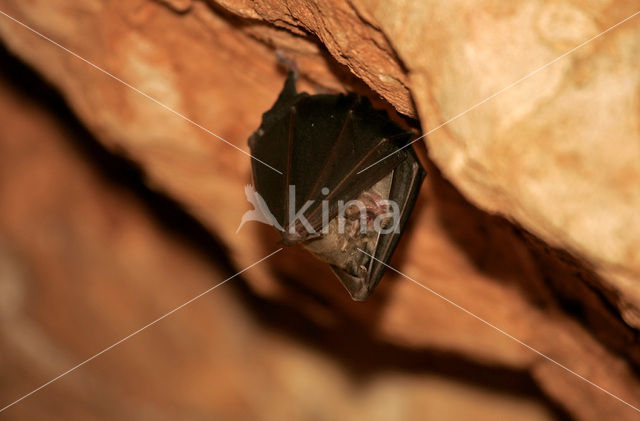 Greater Horseshoe Bat (Rhinolophus ferrumequinum)