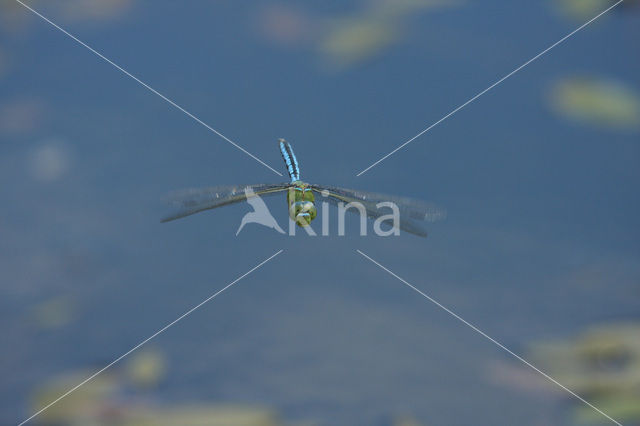 Emperor Dragonfly (Anax imperator)