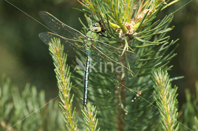 Grote keizerlibel (Anax imperator)