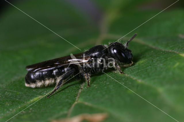 Grote klokjesbij (Chelostoma rapunculi)