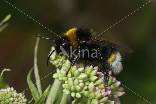 Vestal cuckoo bee (Bombus vestalis)