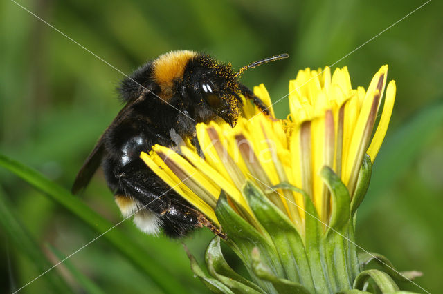 Grote koekoekshommel (Bombus vestalis)