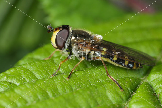 Grote Kommazwever (Eupeodes luniger)