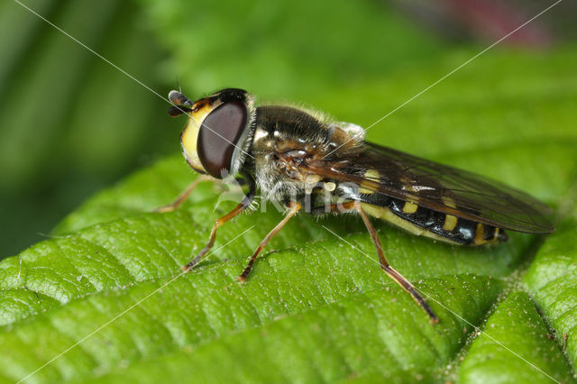 Hover fly (Eupeodes luniger)