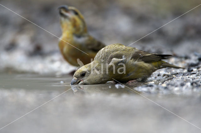 Parrot Crossbill (Loxia pytyopsittacus)