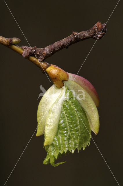 Grote spikkelspanner (Hypomecis roboraria)