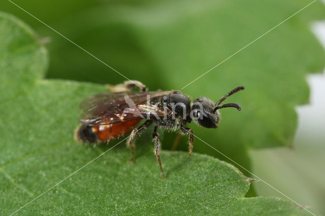 Grote spitstandbloedbij (Sphecodes puncticeps)