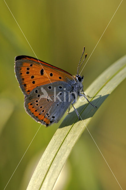 Large Copper (Lycaena dispar rutila)