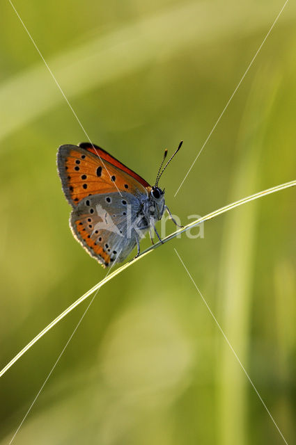 Large Copper (Lycaena dispar rutila)