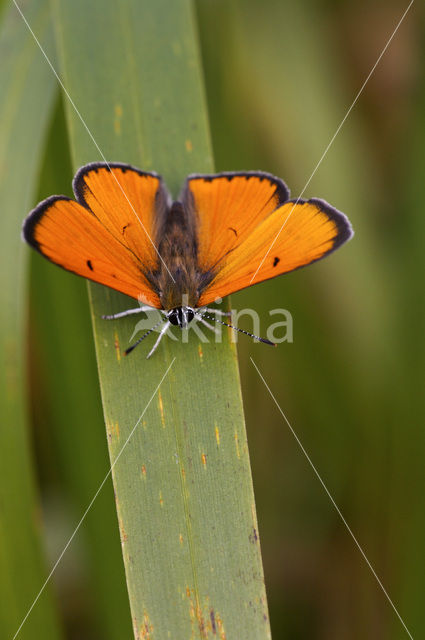 Large Copper (Lycaena dispar rutila)